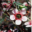 Manuka flower, native New Zealand plant, Manuka honey and bees